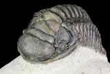 Crotalocephalina Trilobite - Beautiful Shell Quality #75461-4